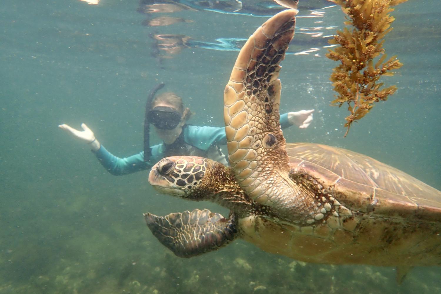 一名<a href='http://9o4.ngskmc-eis.net'>全球十大赌钱排行app</a>学生在Galápagos群岛游学途中与一只巨龟游泳.